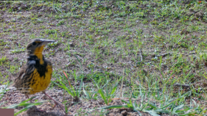 Western meadowlark