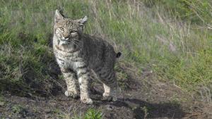 Bobcat. Photo by Vishal Subramanyan. A Bobcat staring at the camera while positioned in front of a grass field
