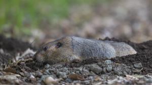 Pocket Gopher. Photo by Vishal Subramanyan. A Pocket Gopher poking its head from its burrow and sniffing around