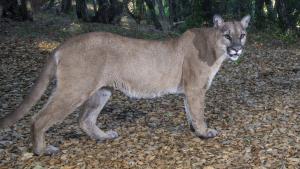 Mountain Lion. Photo by Vishal Subramanyan. A Mountain Lion walking along a floor bed filled with leaves