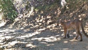 Mountain Lion