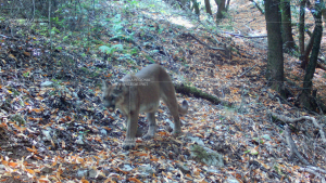 Mountain lion