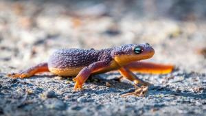 Rough-skinned Newt