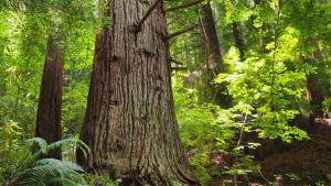 Redwood forest on Midpen land by Claire Dawkins.