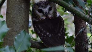 Northern Saw-Whet Owl