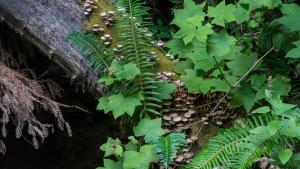 mushrooms, ferns, thimbleberry, log