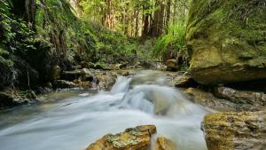 a creek running through a redwood forest