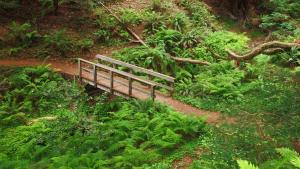 Ferns and bridge in Purisima Creek Redwoods Open Space Preserve