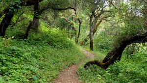 Trail in Picchetti Ranch