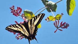 Swallowtail butterfly on honeysuckle