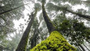 2024 Plant Life Photo Contest Winner. Photo features mossy trees.