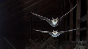 Two bats flying out of a barn window at night.