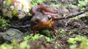 California newt on mossy ground