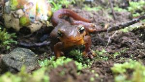 California newt on mossy ground California newt on mossy ground