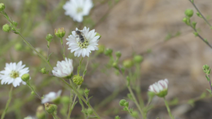 A bug sits on the white flower of a native tar plant