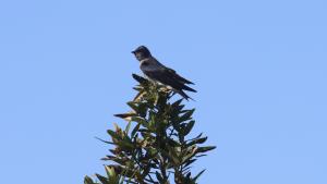 Purple martin sits atop tree