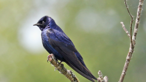 A photo of a purple martin