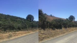Midpen staff Before and after photos show vegetation removal along side of road