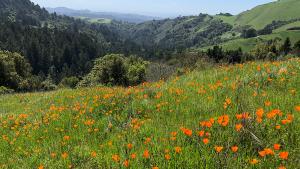 poppies blooming in the field