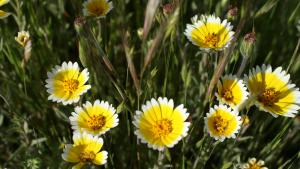 yellow flowers 