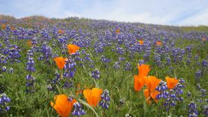 Wildflowers at Russian Ridge