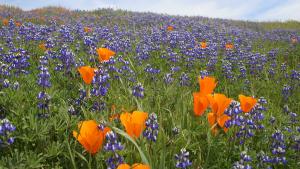 orange and purple wildflowers blooming in grasslands
