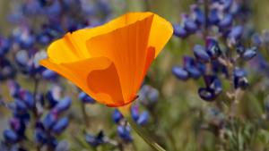Poppy and lupine