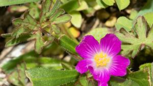 photo of Red Maid flower