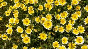 Tidy tips flowers in Russian Ridge Open Space Preserve (Karl Gohl)