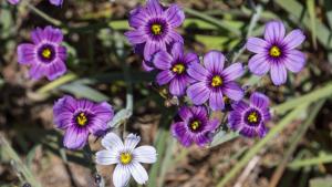 Blue-eyed grass flowers at Russian Ridge Open Space Preserve by Karl Gohl