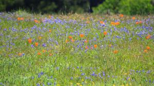 Lupine and poppies