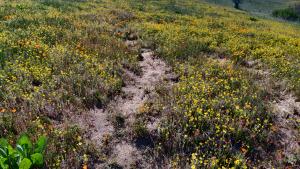 Trampled path through wildflowers at Russian Ridge (Kristin Perry)