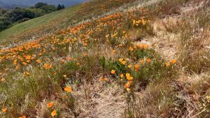 Trampled California poppies in Russian Ridge (Kristin Perry)