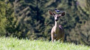 Deer. Photo by Lex Fletcher. A deer standing in a grass field with a California Scrub Jay sitting on its head