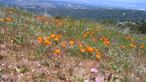 California wildflowers growing in an area where a prescribed burn occurred.