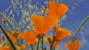 California poppies