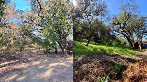 before and after photo of dead tree limbs cleared from Deer Hollow Farm
