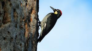 photo of Acorn Woodpecker
