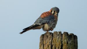 American kestrel at Rancho San Antonio Open Space Preserve (Carol Ann Krug Graves)