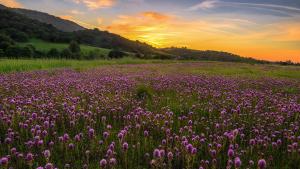 purple owl's clover field at sunset