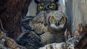 great horned owl and fledgling