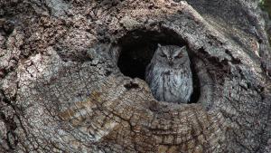 Western Screech Owl in tree