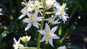 star lily