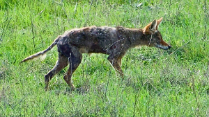 Coyote affected by rodenticides at Rancho San Antonio Preserve Coyote sick with mange at Rancho San Antonio Preserve