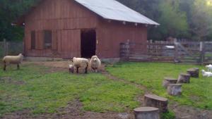 sheep standing outside a barn