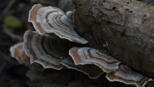 Turkey tail fungus (Peter Vahlberg)