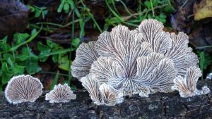 Split gill mushroom (Tim Teske)