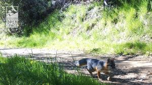 Wildlife camera shot of a grey fox on Rancho San Antonio