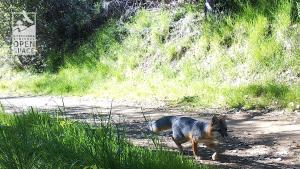 A grey fox (Urocyon cinereoargenteus) Wildlife camera shot of a grey fox on Rancho San Antonio