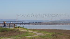 Brids fly low over the SF Bay as people birdwatch from Ravenswood